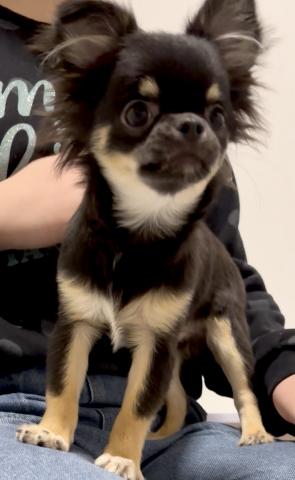 チワワ（ロングコート）