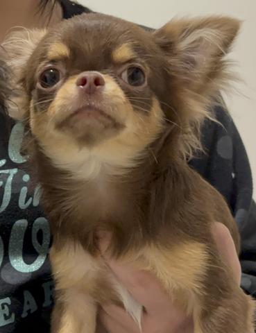 チワワ（ロングコート）