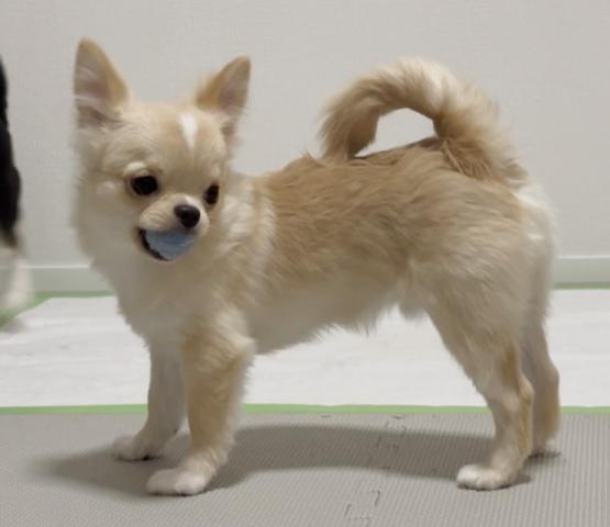 チワワ（ロングコート）