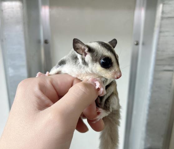 モザイクヘテロリューシ