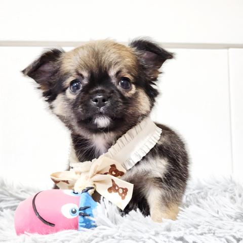 チワワ(ロングコート)