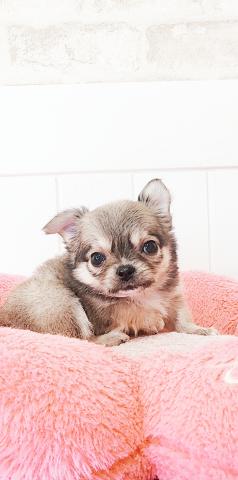 チワワ(ロングコート)