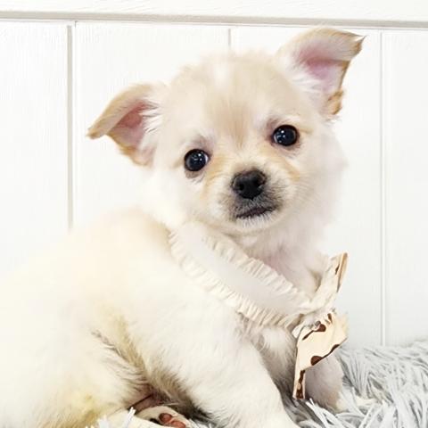 チワワ(ロングコート)