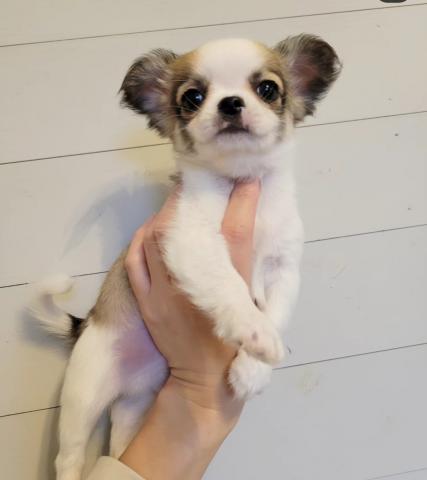 チワワ（ロングコート）