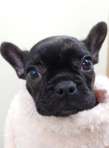 フレンチブルドッグ