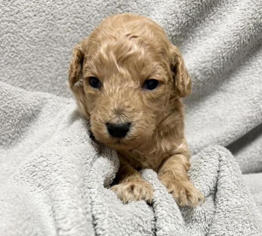 タイニープードル