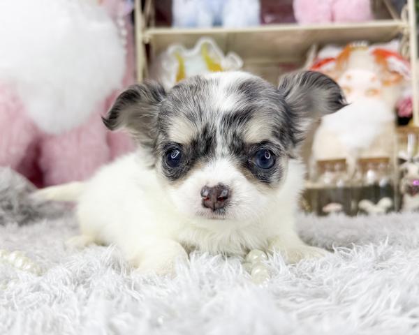 チワワ(ロングコート)