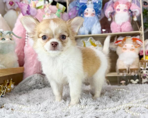 チワワ（ロングコート）