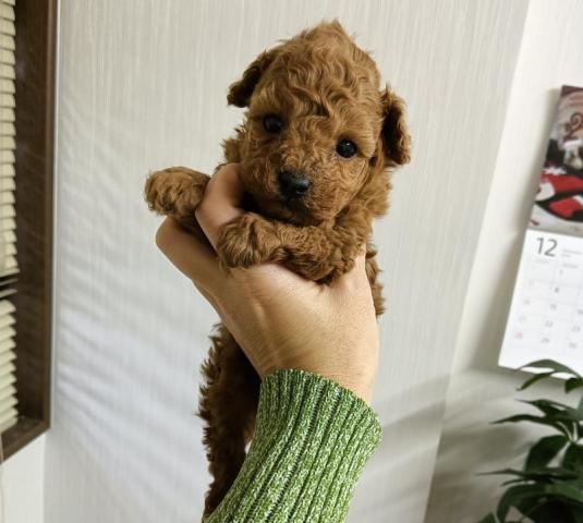タイニープードル