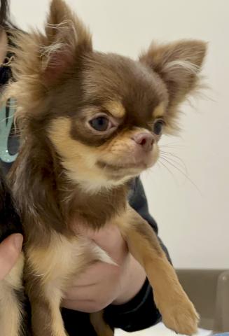 チワワ（ロングコート）