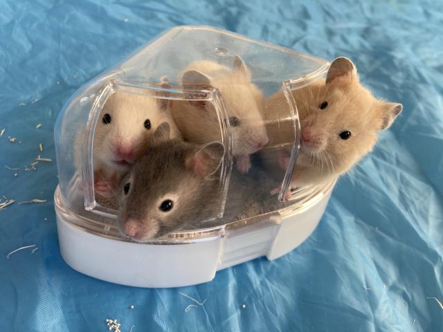 クリーム・キンクマ・セーブル