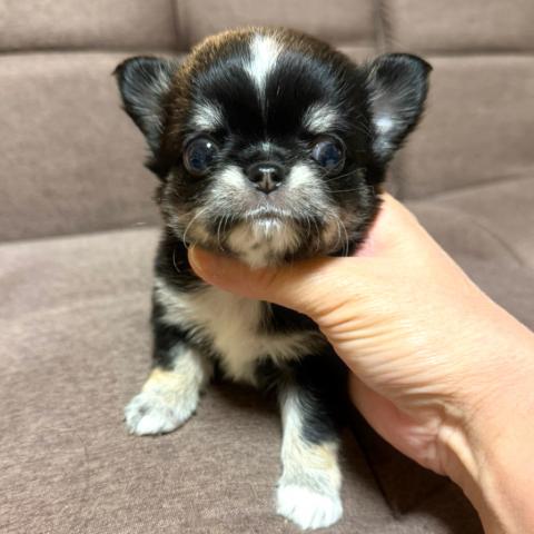 チワワ（ロングコート）