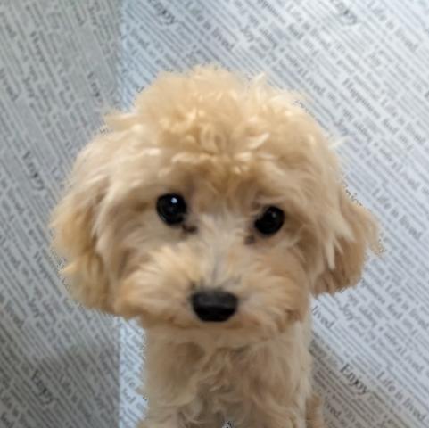 トイプードルティーカッププードル　