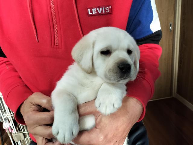 ラブラドールレトリーバー