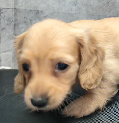 カニンヘンダックスフンド