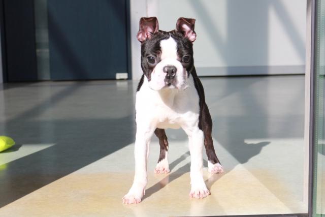 ボストンテリア