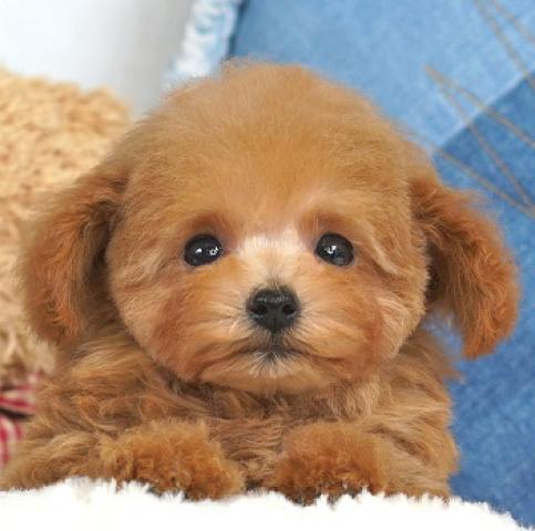 トイプードルティーカップ予想