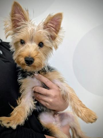 ヨークシャーテリア