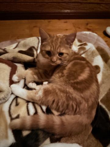 スコティッシュフォールド