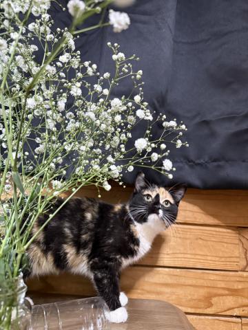 スコティッシュフォールド