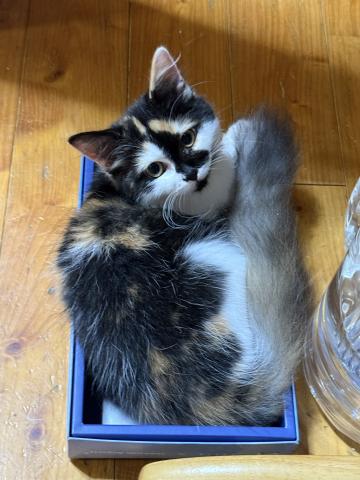 スコティッシュフォールド