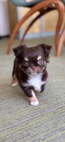 チワワ（ロングコート）