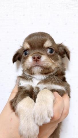 チワワ（ロングコート）