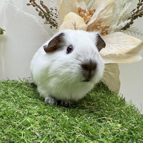 ロシアンモルモット【M42】