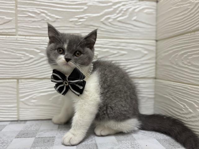 ブリティッシュショートヘア