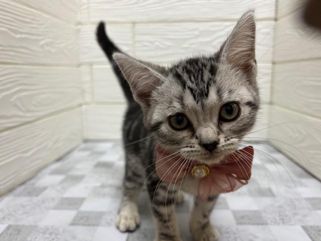 アメリカンショートヘアー