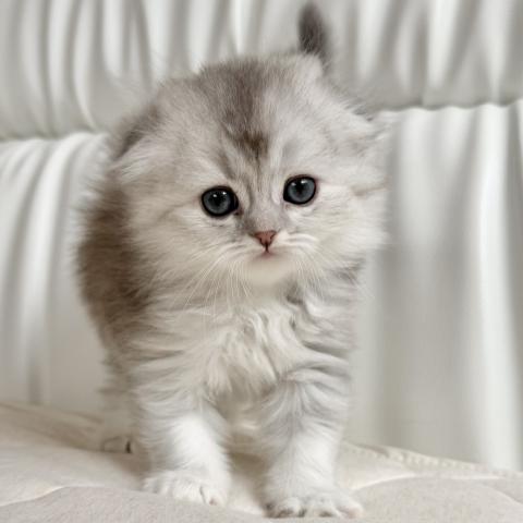 スコティッシュフォールド