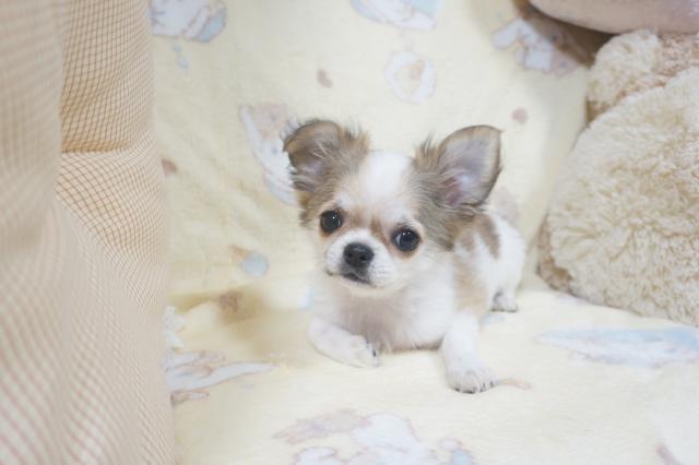 チワワ（ロングコート）