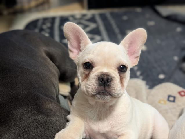 フレンチブルドッグ