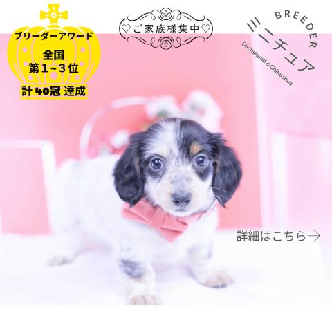 ミニチュアダックスフンド　ロング