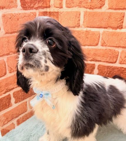 アメリカンコッカースパニエル