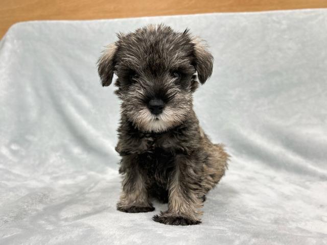 ミニチュアシュナウザー