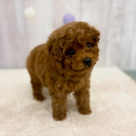 トイプードル