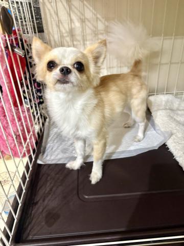 チワワ（ロングコート）