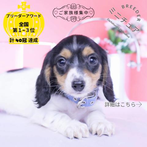 ミニチュアダックスフンド　ロング