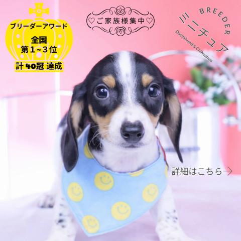 ミニチュアダックスフンド　スムース