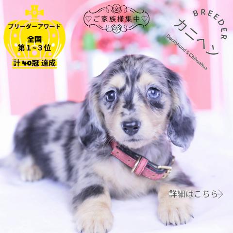 カニヘンダックスフンド　ロング