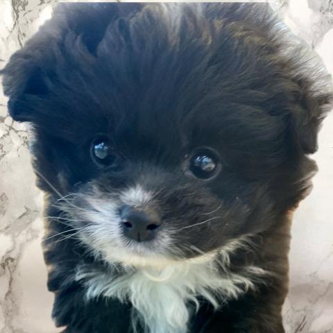 MIXトイプードル×チワワ