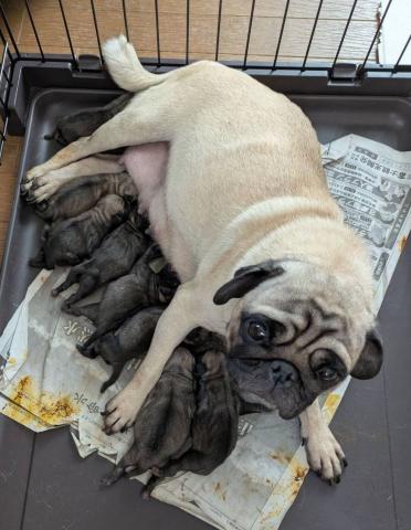 パグ　￥8,416-(24回払い)からご家族にお迎えできます。