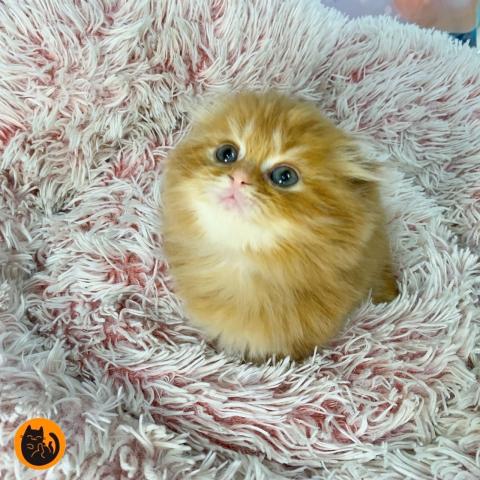 スコティッシュフォールド