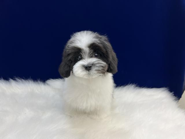 MIXマルチーズ×マルプー