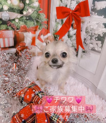 チワワ（ロングコート）