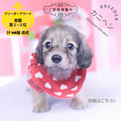 カニヘンダックスフンド　ロング