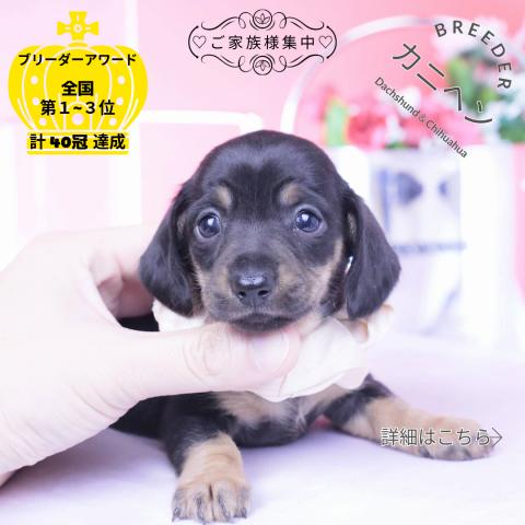 カニヘンダックスフンド　スムース