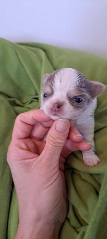 チワワ(ロングコート)