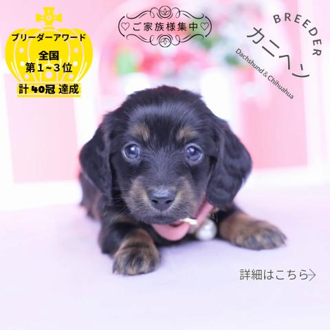 カニヘンダックスフンド　ロング